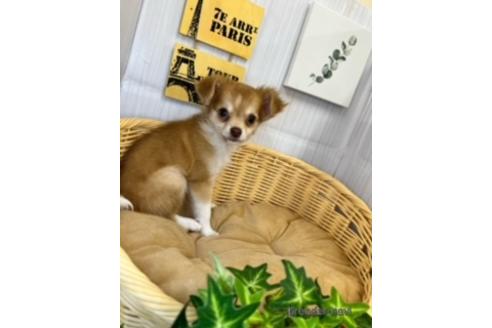 成約済の北海道のミックス犬-238567